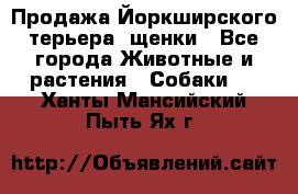 Продажа Йоркширского терьера, щенки - Все города Животные и растения » Собаки   . Ханты-Мансийский,Пыть-Ях г.